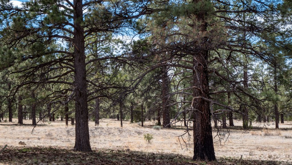 A forest of ponderosa pines in Northern Arizona. The forest floor is littered with pine needles that have fallen from the trees.